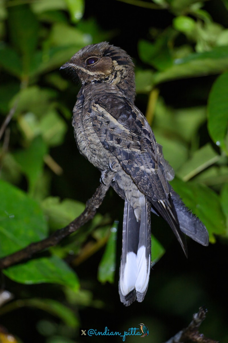 Jerdon's Nightjar - ML629133003