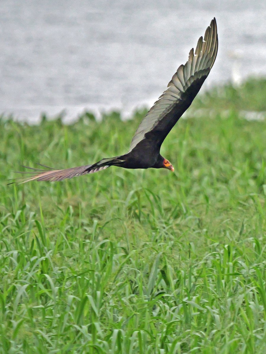 Lesser Yellow-headed Vulture - ML629133004