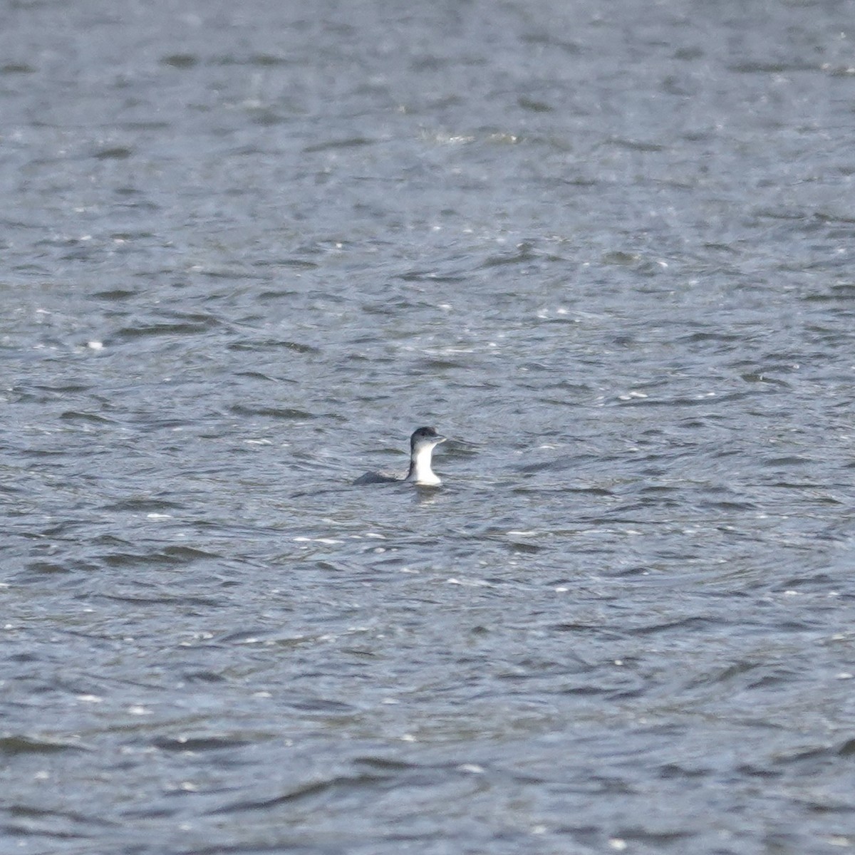 Common Loon - ML629133005