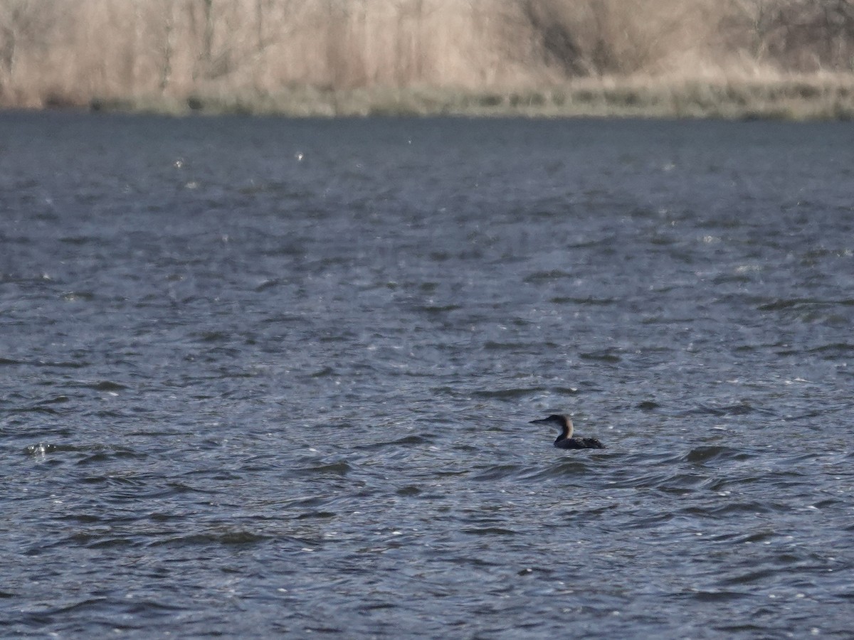 Common Loon - ML629133006