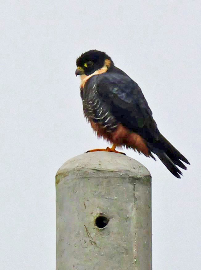 Bat Falcon - ML629133013