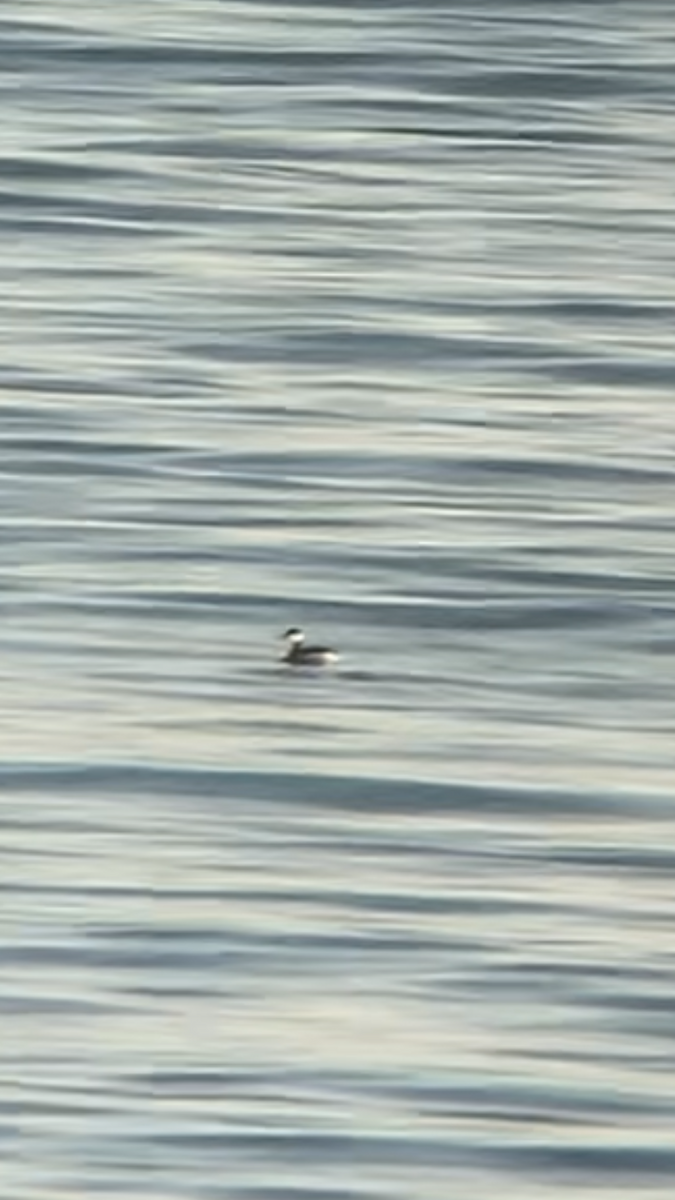 Horned Grebe - ML629133085