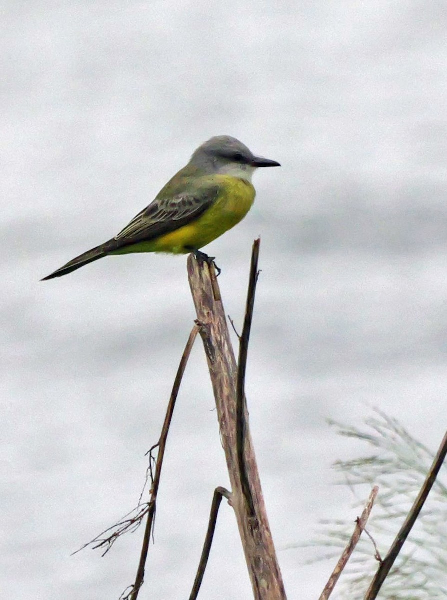 Tropical Kingbird - ML629133116