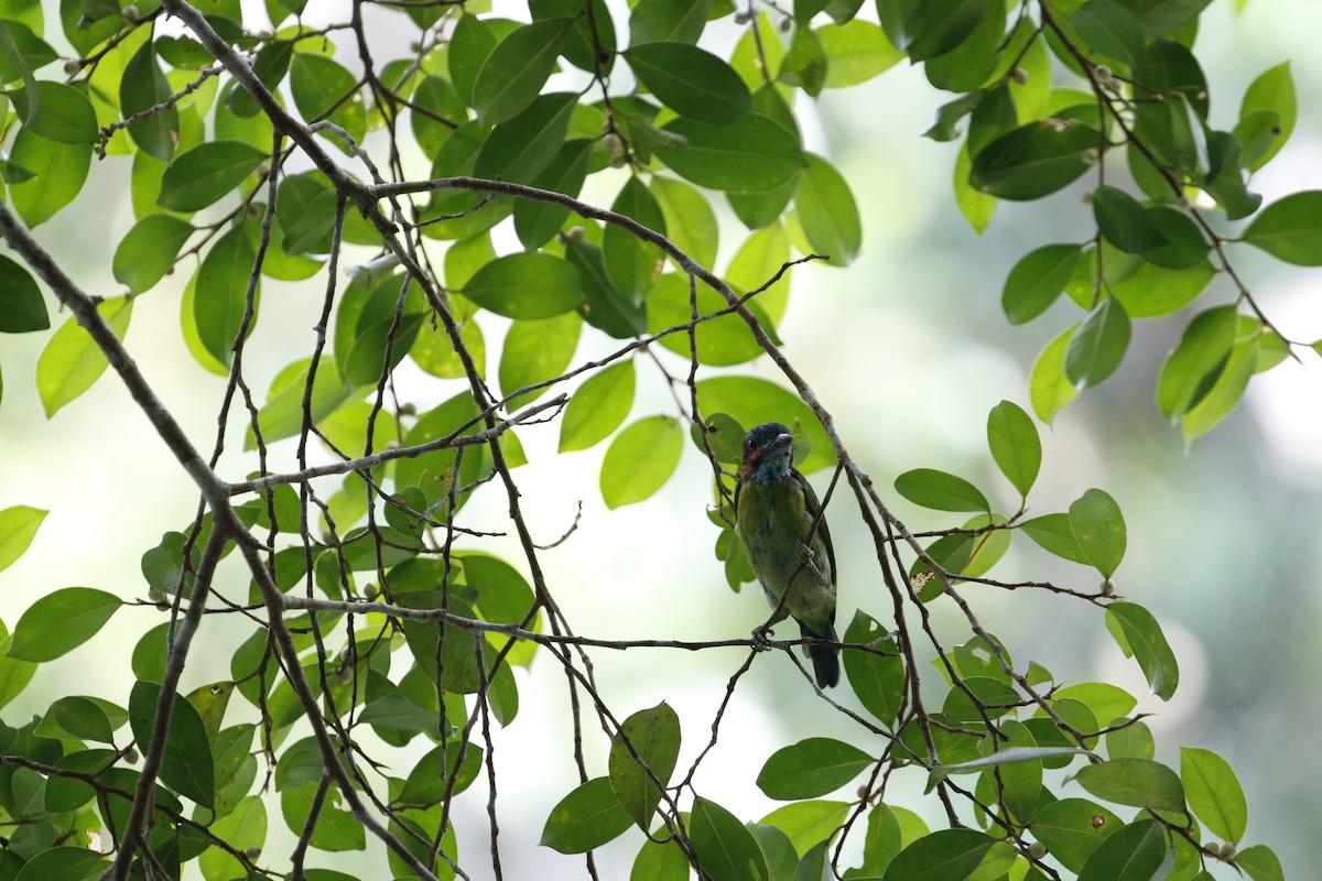 barbet modrohrdlý - ML629133153