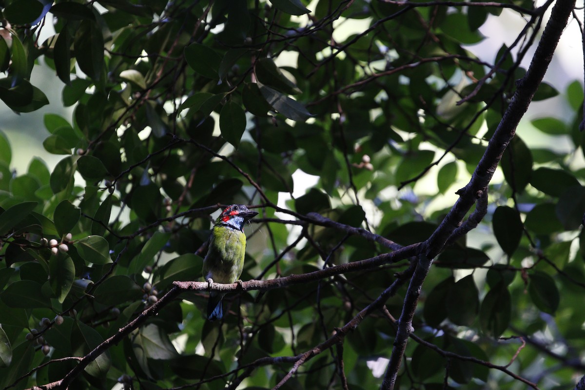 barbet modrohrdlý - ML629133154