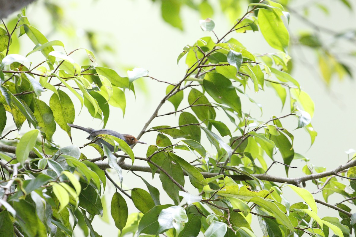 Ashy Tailorbird - ML629133172