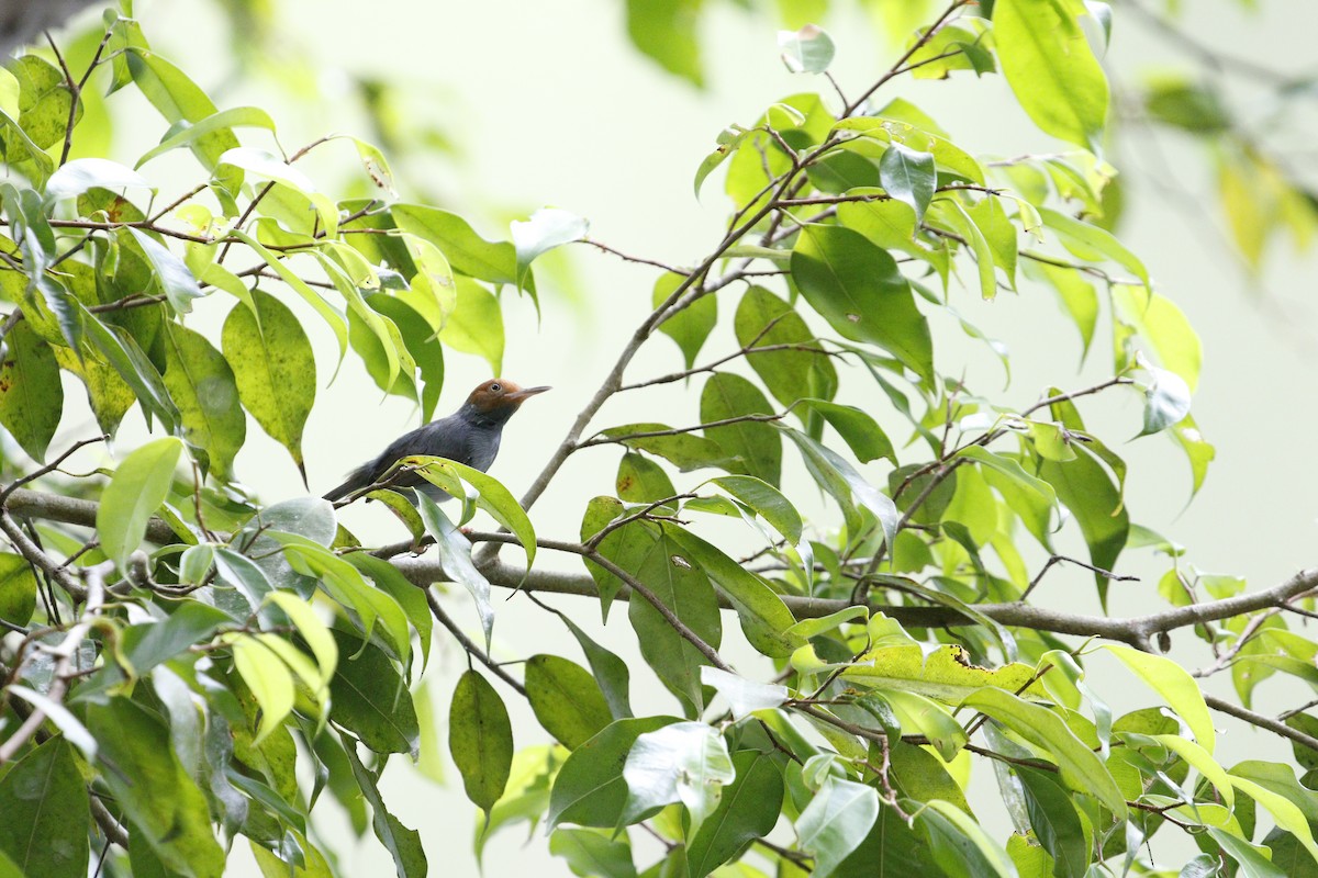 Ashy Tailorbird - ML629133173