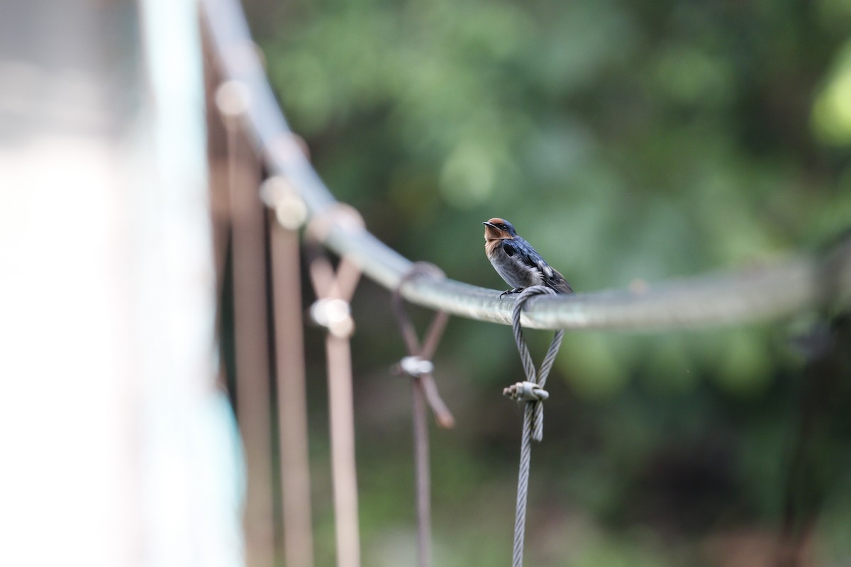 Pacific Swallow - ML629133179