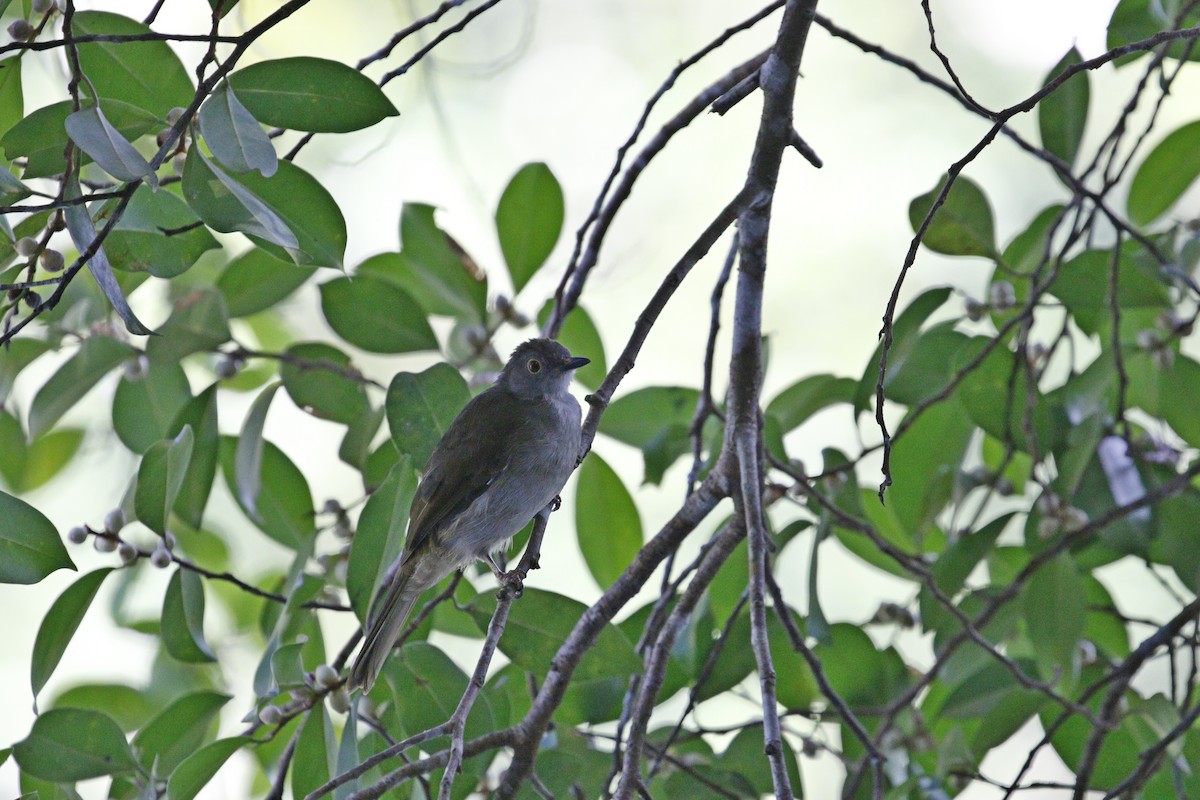 bulbul brýlatý - ML629133190