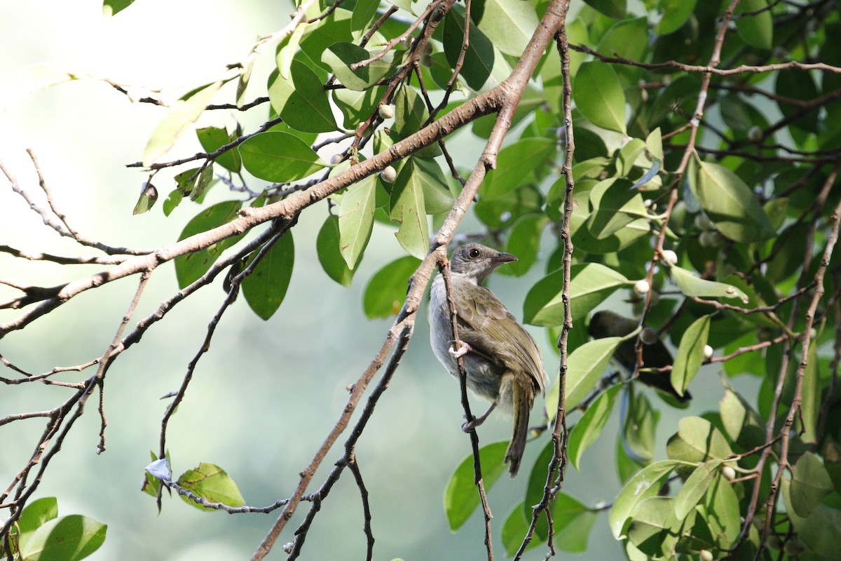 Cream-vented Bulbul - ML629133209