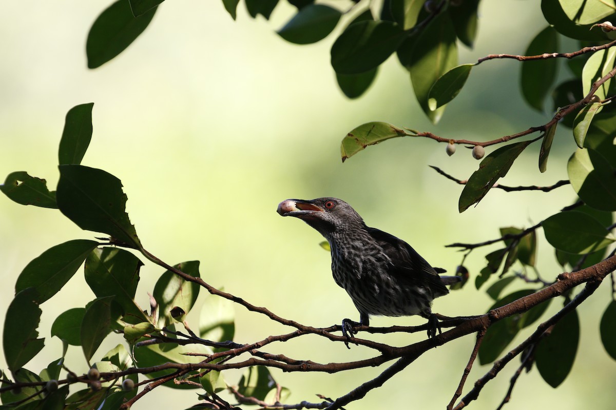 Asian Glossy Starling - ML629133227