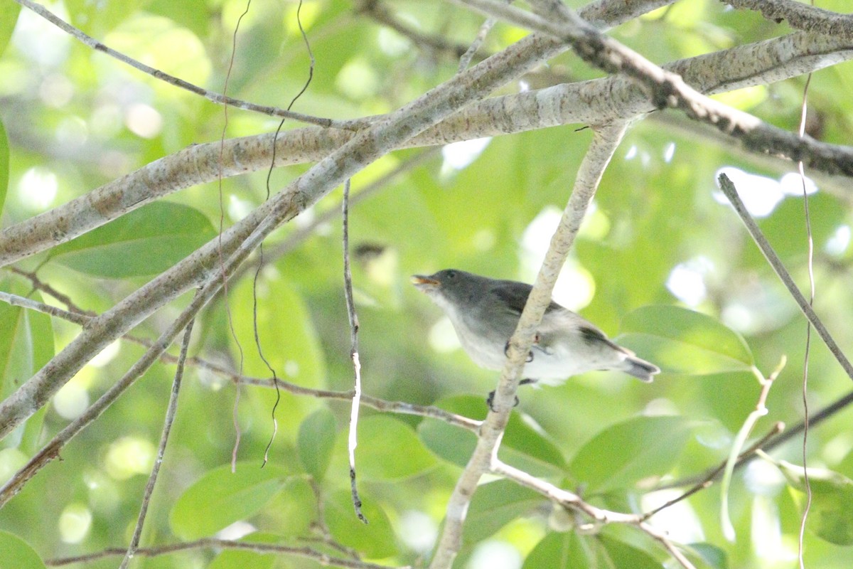 Thick-billed Flowerpecker - ML629133266