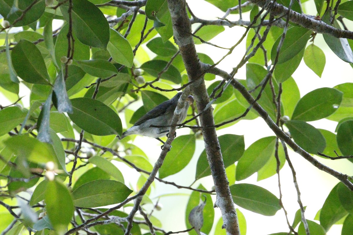 Thick-billed Flowerpecker - ML629133267