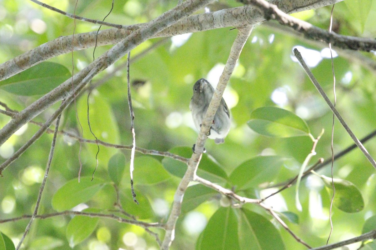 Thick-billed Flowerpecker - ML629133268