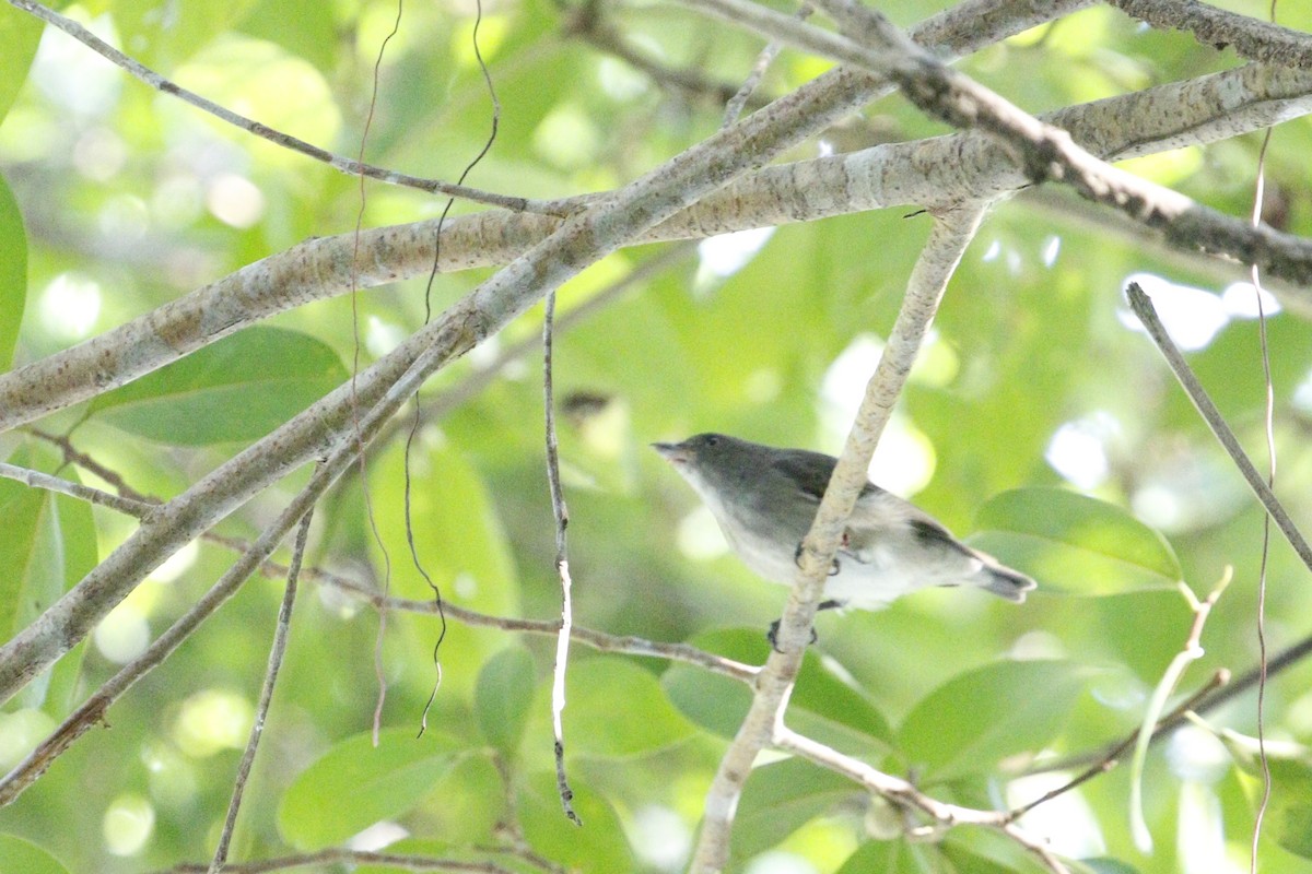 Thick-billed Flowerpecker - ML629133269