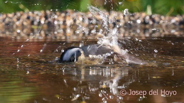 ヒガラ（ater グループ） - ML629133307