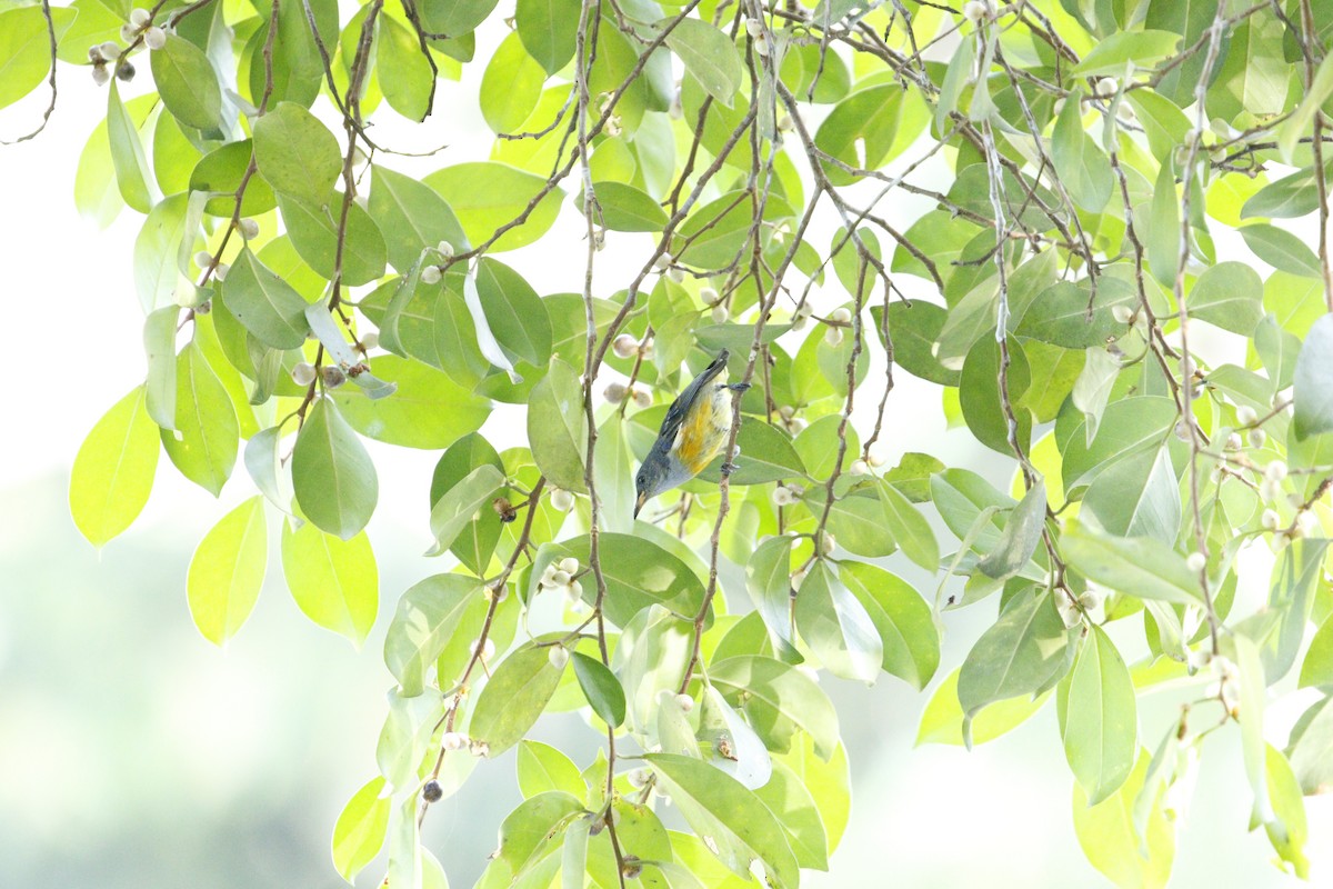 Orange-bellied Flowerpecker - ML629133309