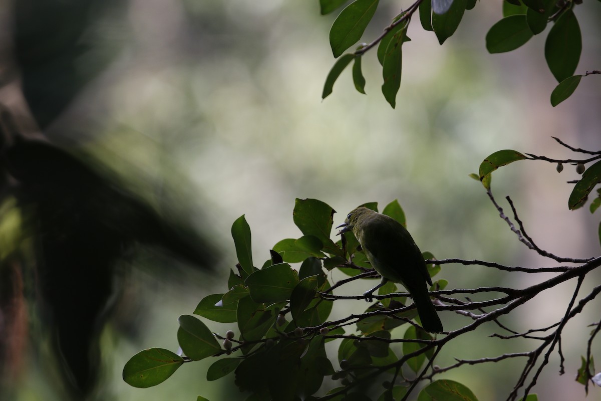 Lesser Green Leafbird - ML629133311