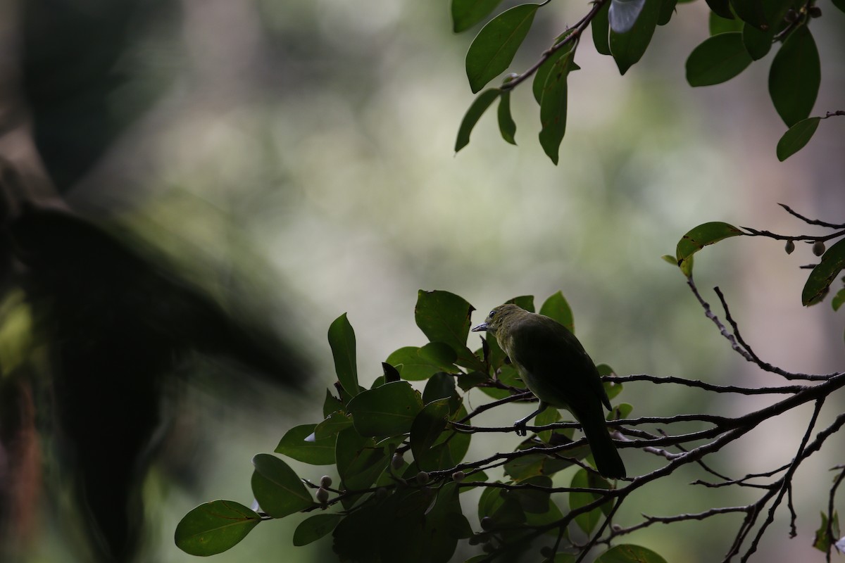 Lesser Green Leafbird - ML629133312