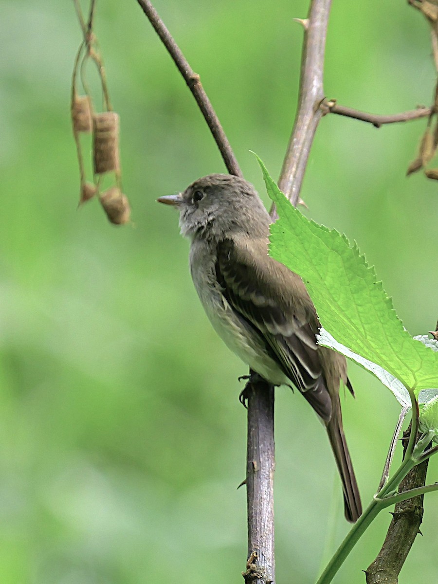 Least Flycatcher - ML629133341