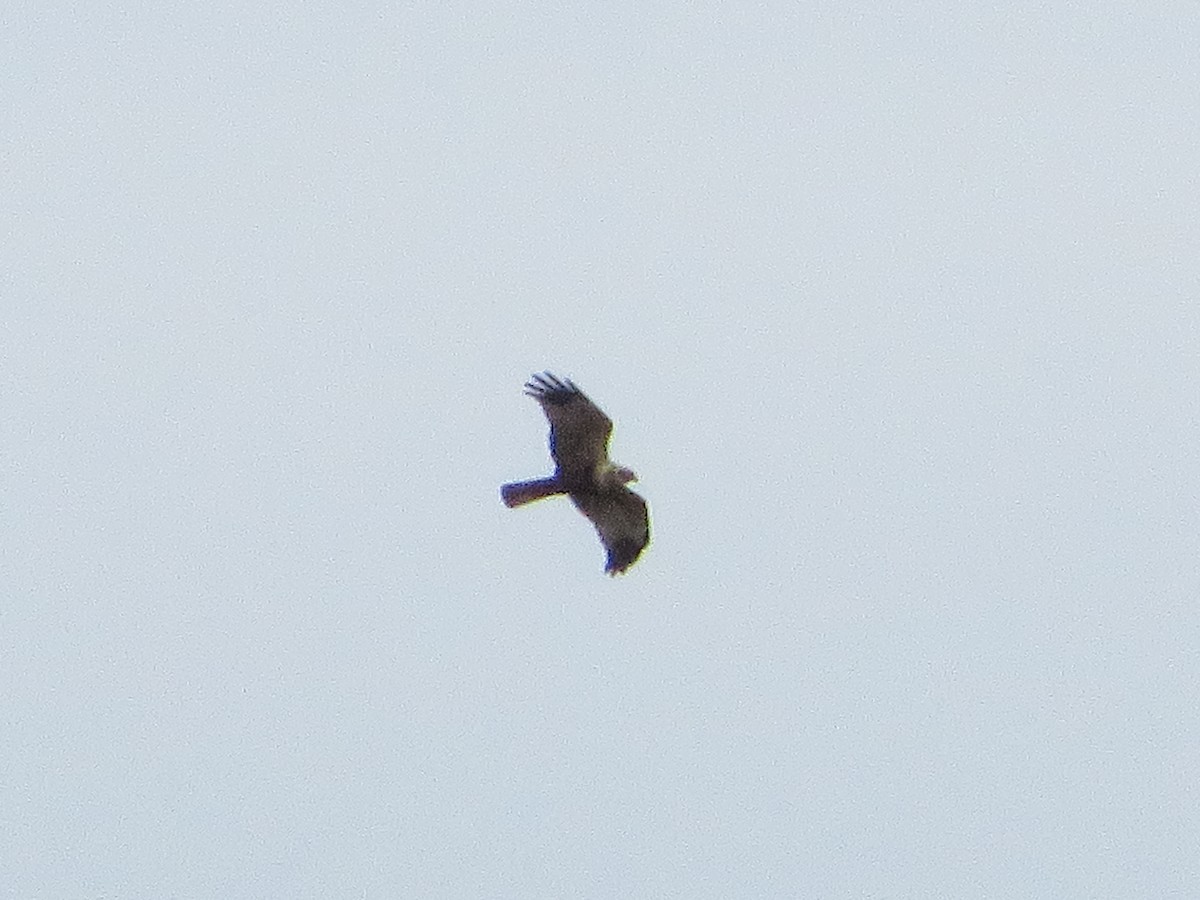 Western Marsh Harrier - ML629133387