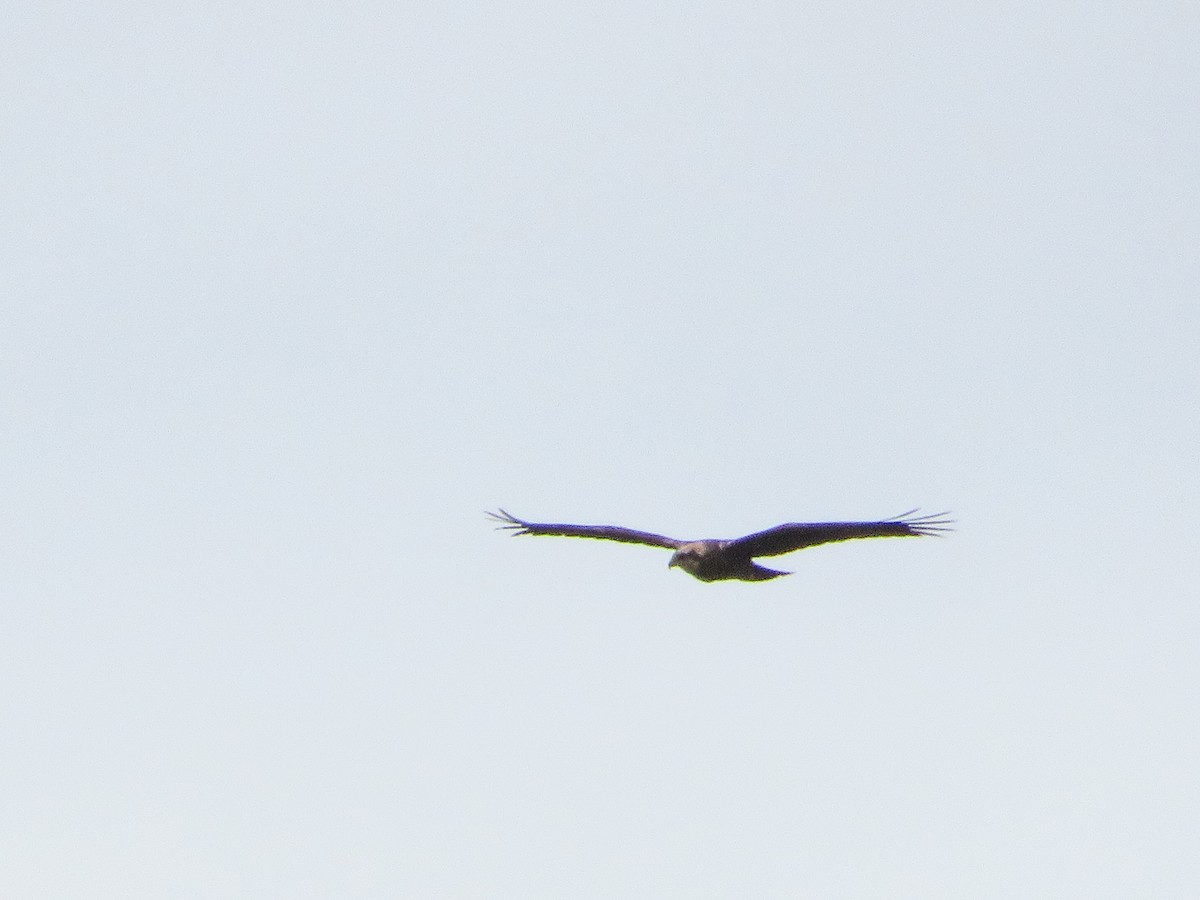 Western Marsh Harrier - ML629133403