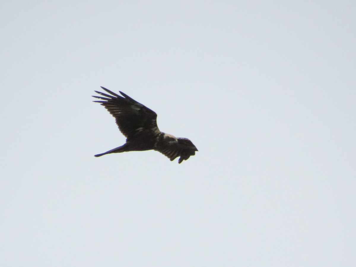 Western Marsh Harrier - ML629133424