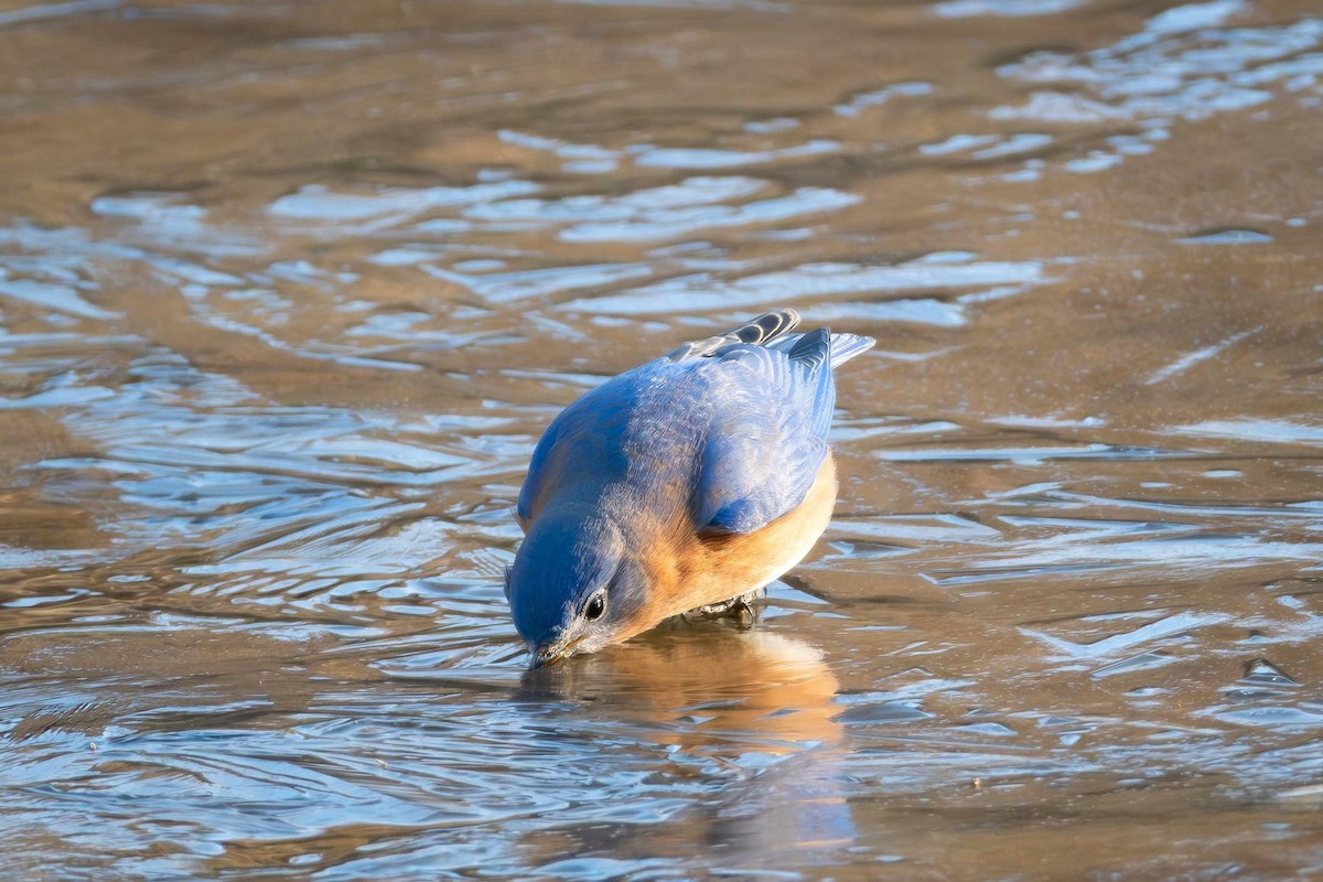 Eastern Bluebird - ML629133448