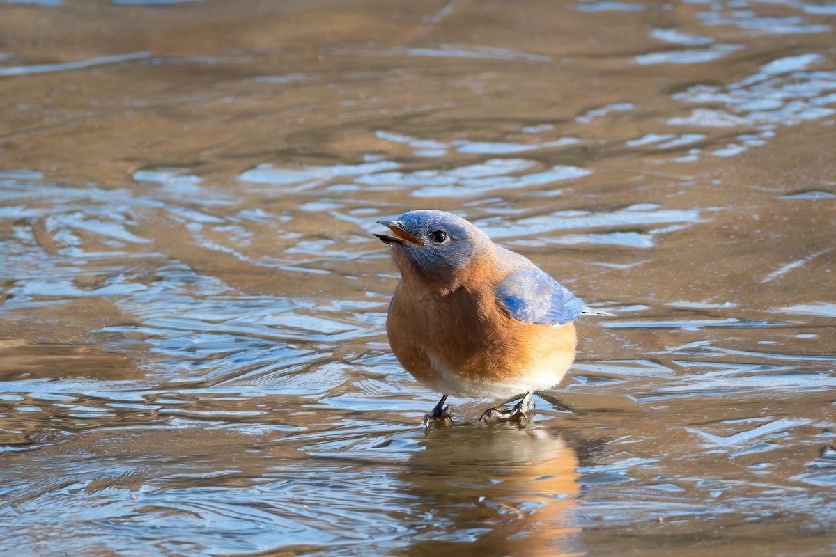 Eastern Bluebird - ML629133449