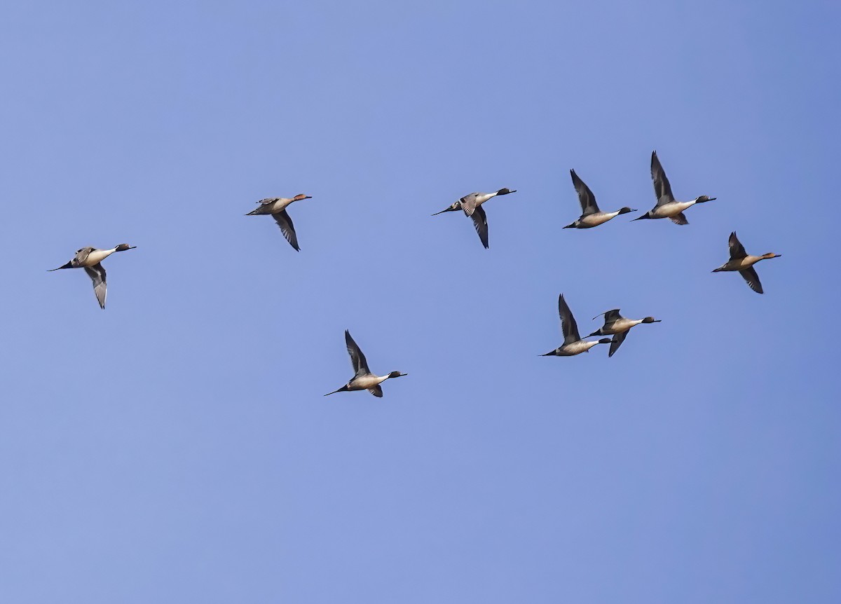 Northern Pintail - ML629133467