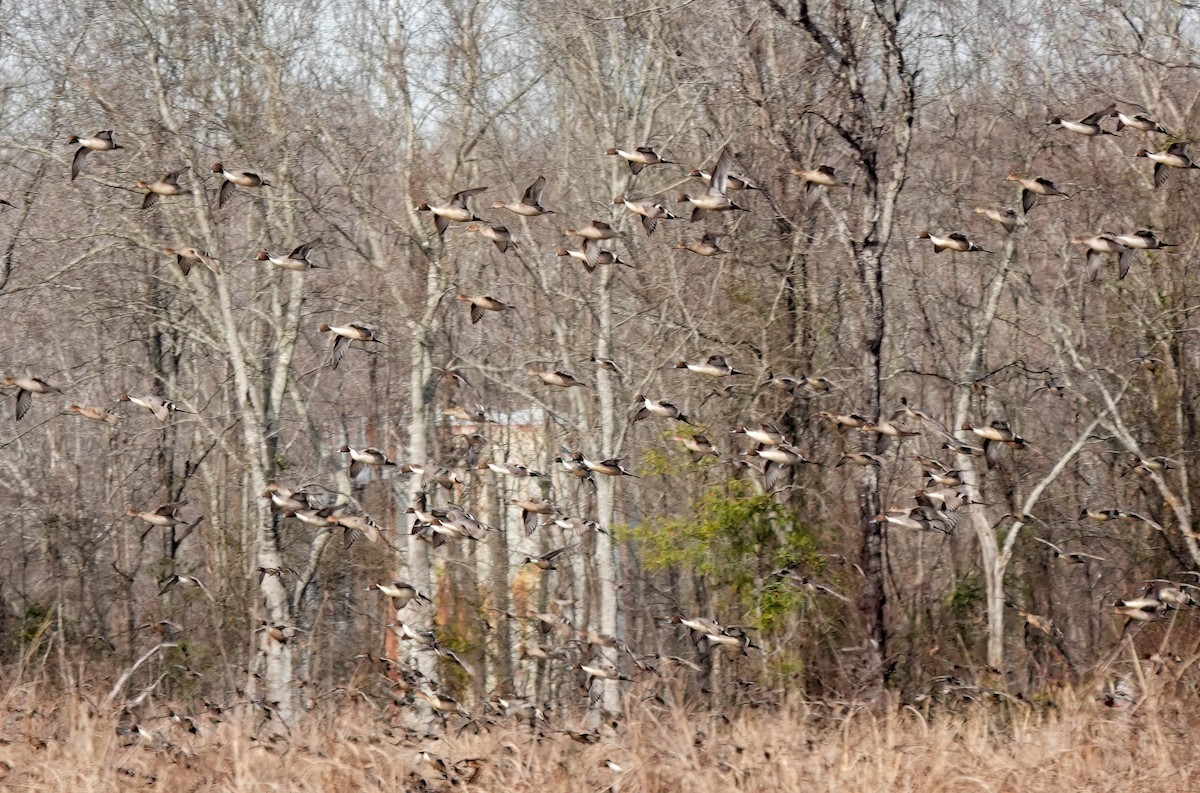 Northern Pintail - ML629133470