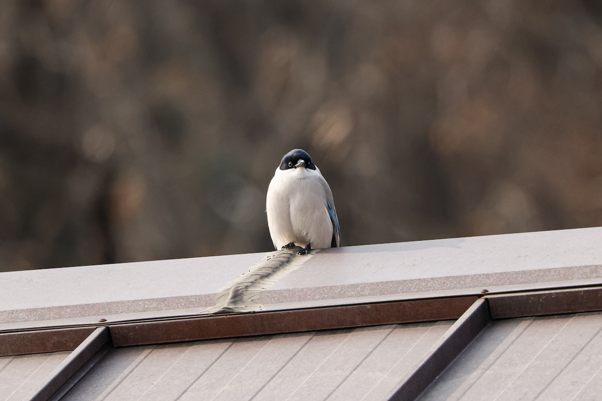 Azure-winged Magpie - ML629133495