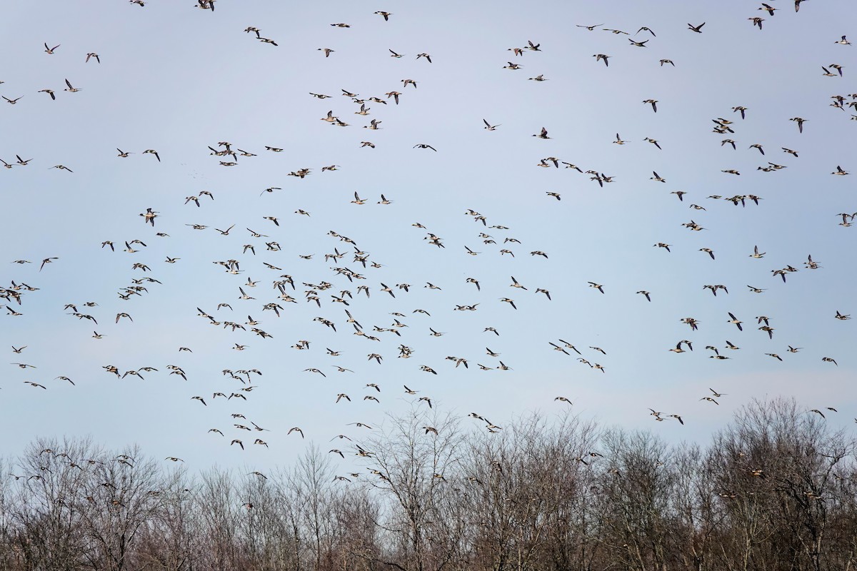 Northern Pintail - ML629133500