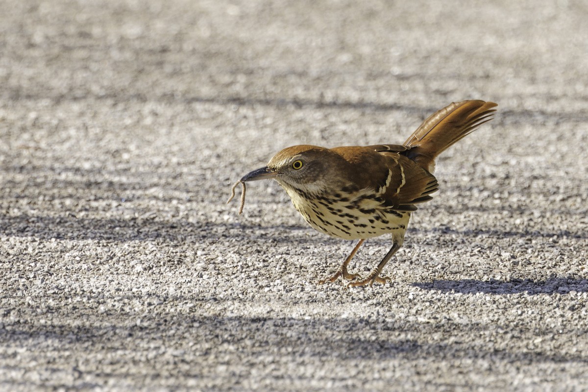 Brown Thrasher - ML629133506