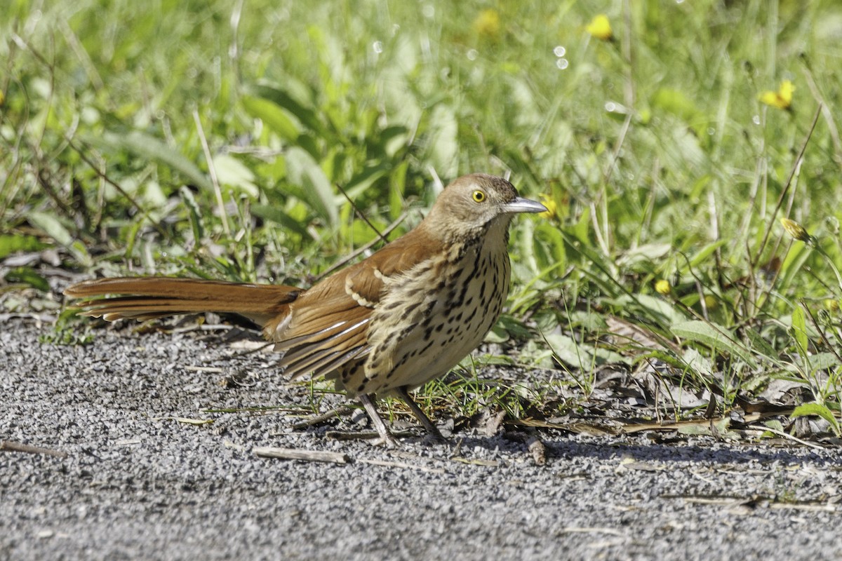 Brown Thrasher - ML629133507