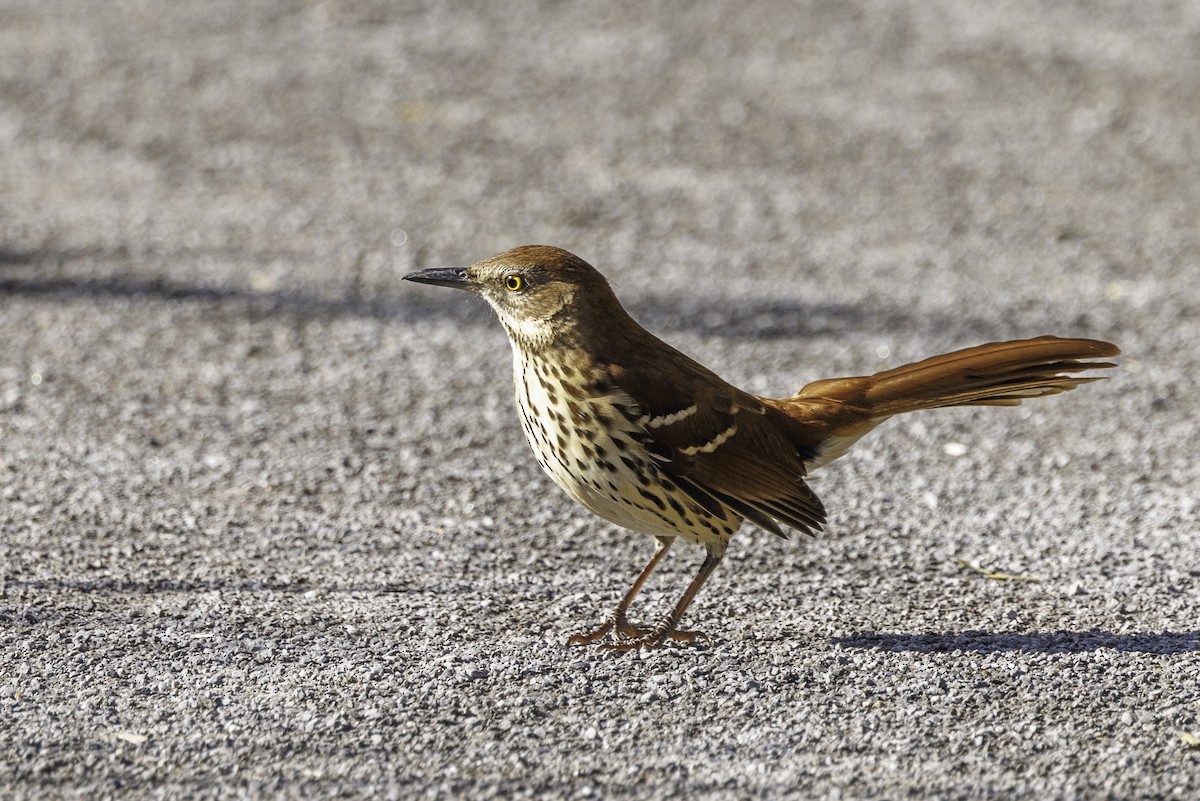 Brown Thrasher - ML629133510