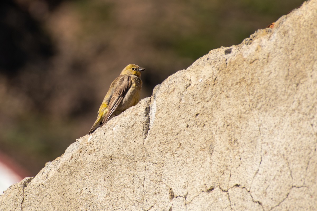 Greater Yellow-Finch - ML629133514