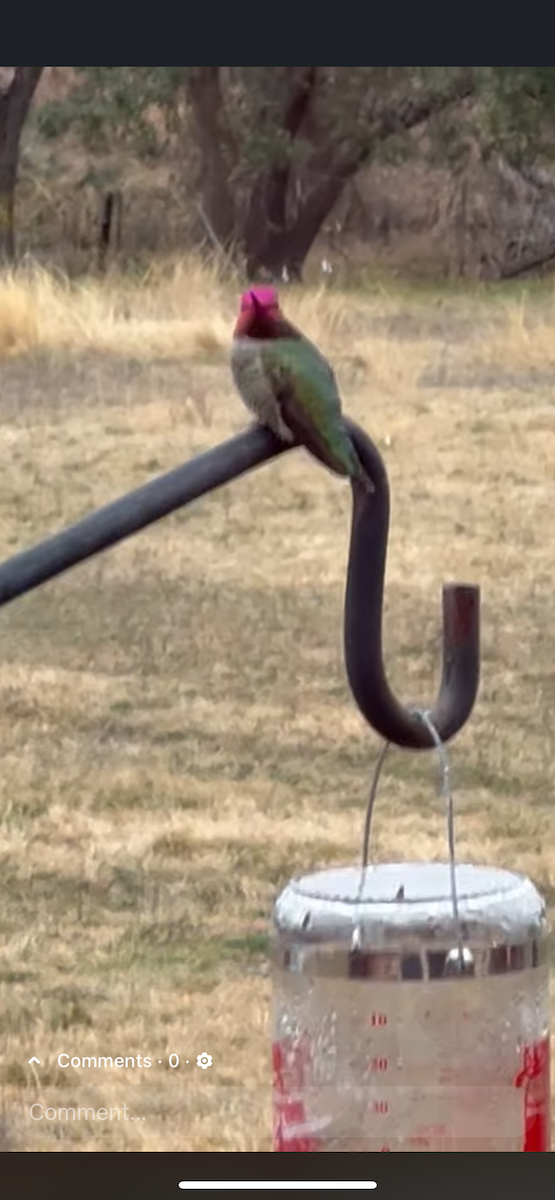 Anna's Hummingbird - ML629133529