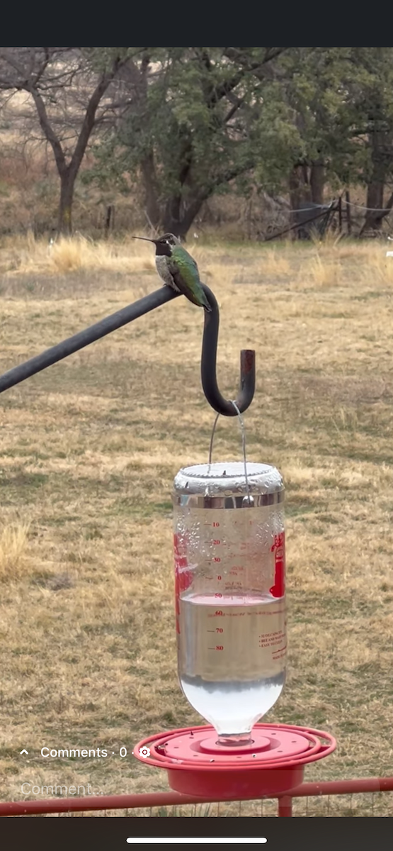 Anna's Hummingbird - ML629133531