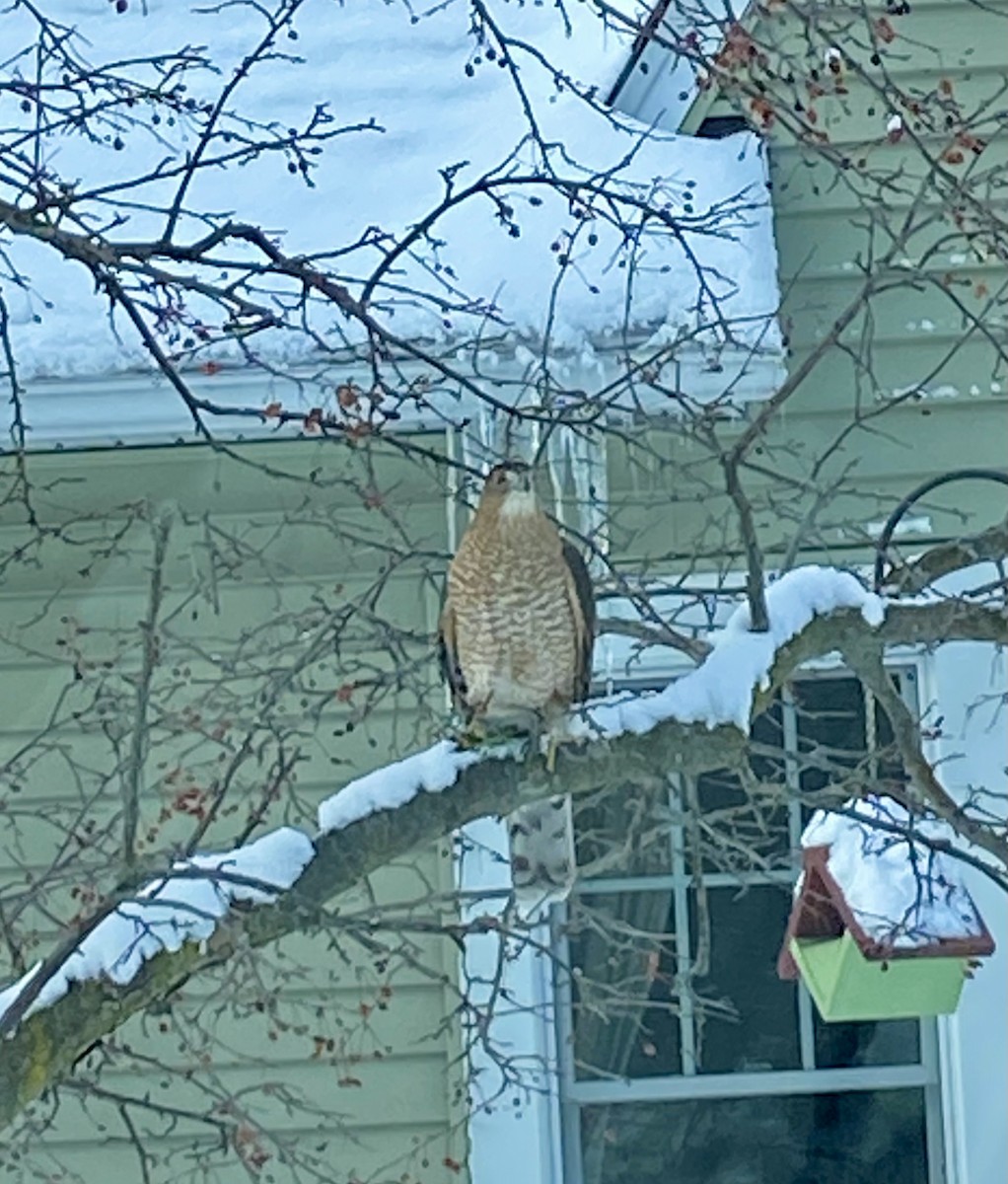 Cooper's Hawk - ML629133537