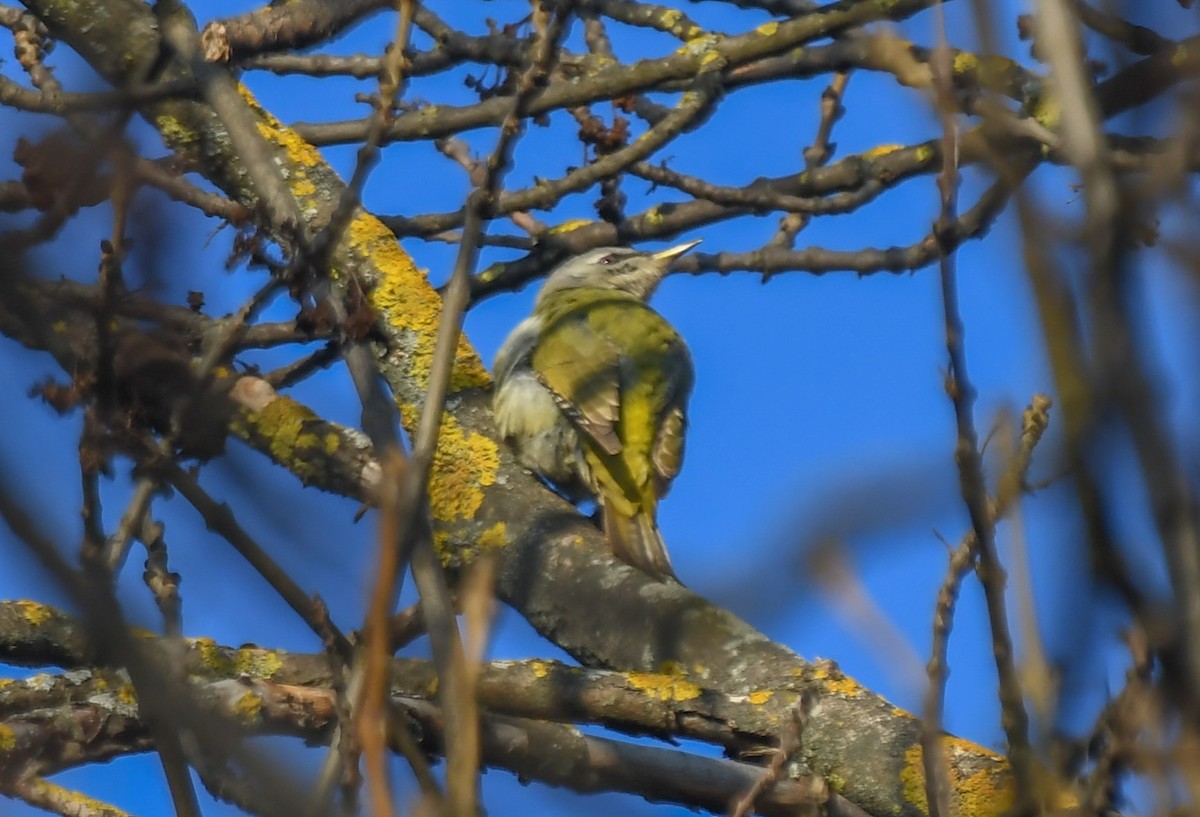 Буурал тоншуул - ML629133721