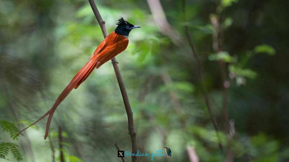 Indian Paradise-Flycatcher - ML629134166