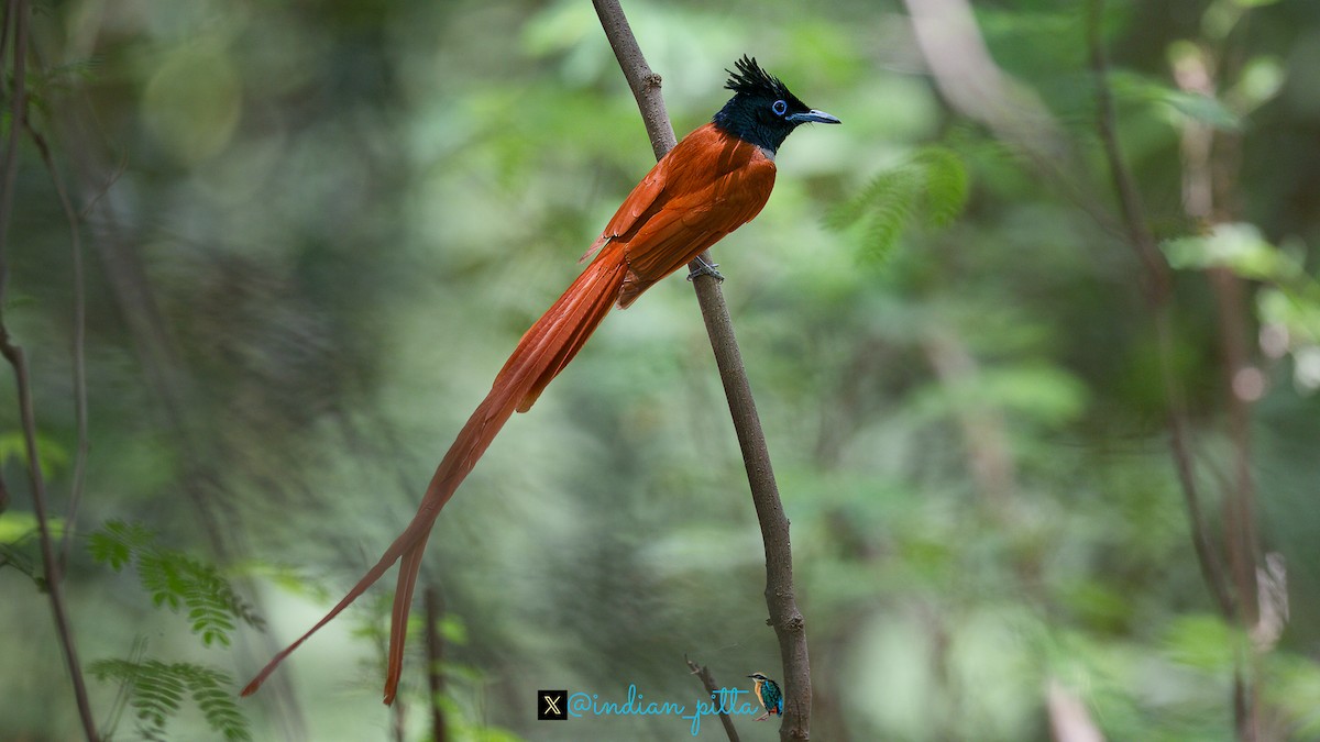 Indian Paradise-Flycatcher - ML629134167