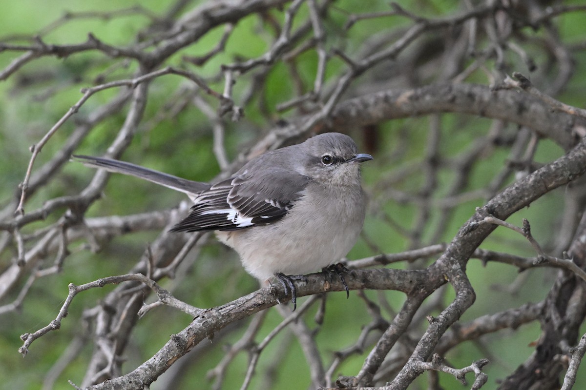 Northern Mockingbird - ML629134173