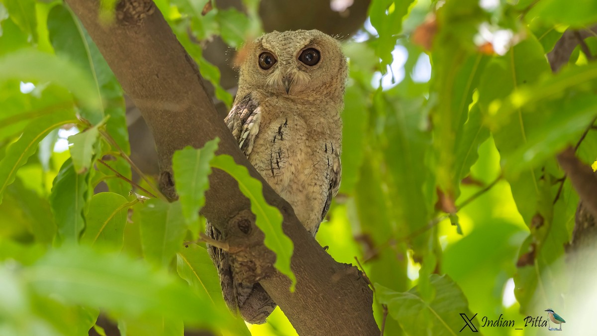 Indian Scops-Owl - ML629134182
