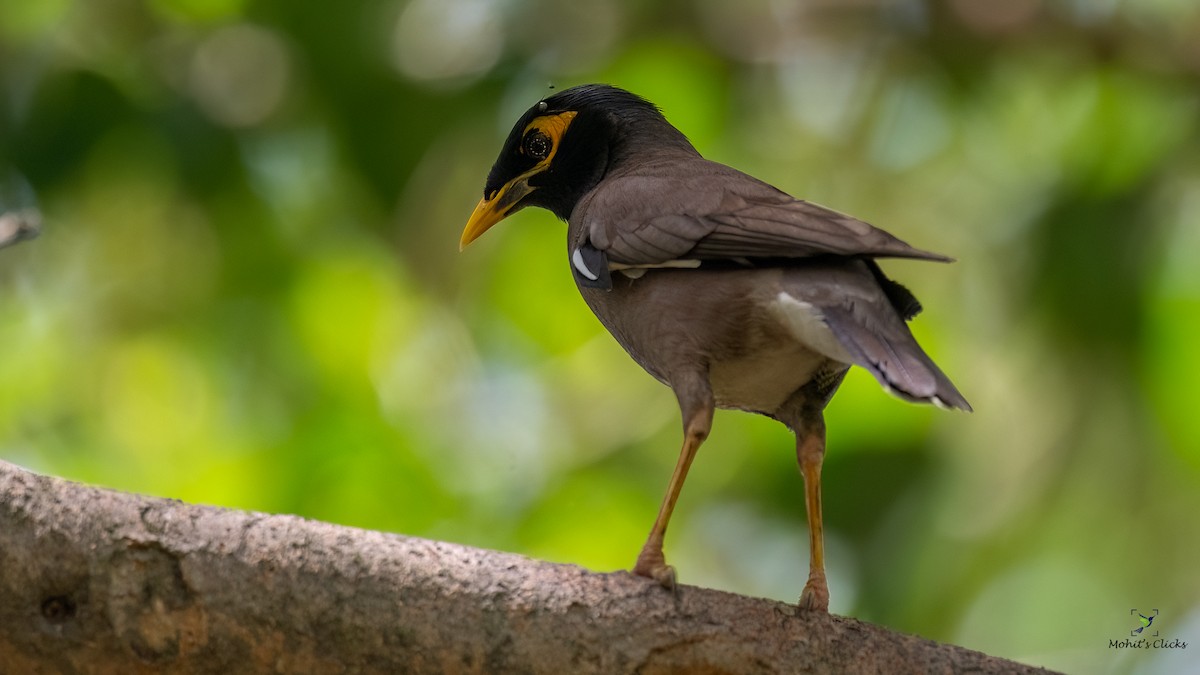 Common Myna - ML629134184