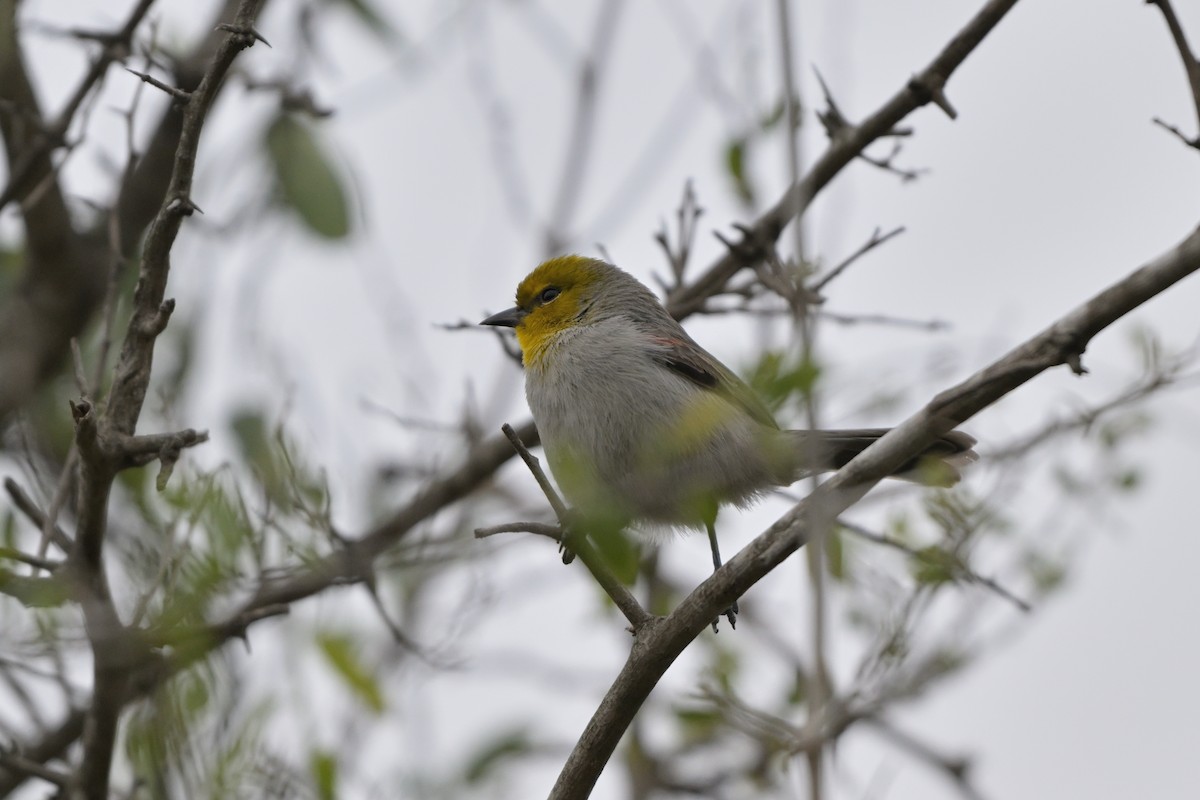 Verdin - ML629134187