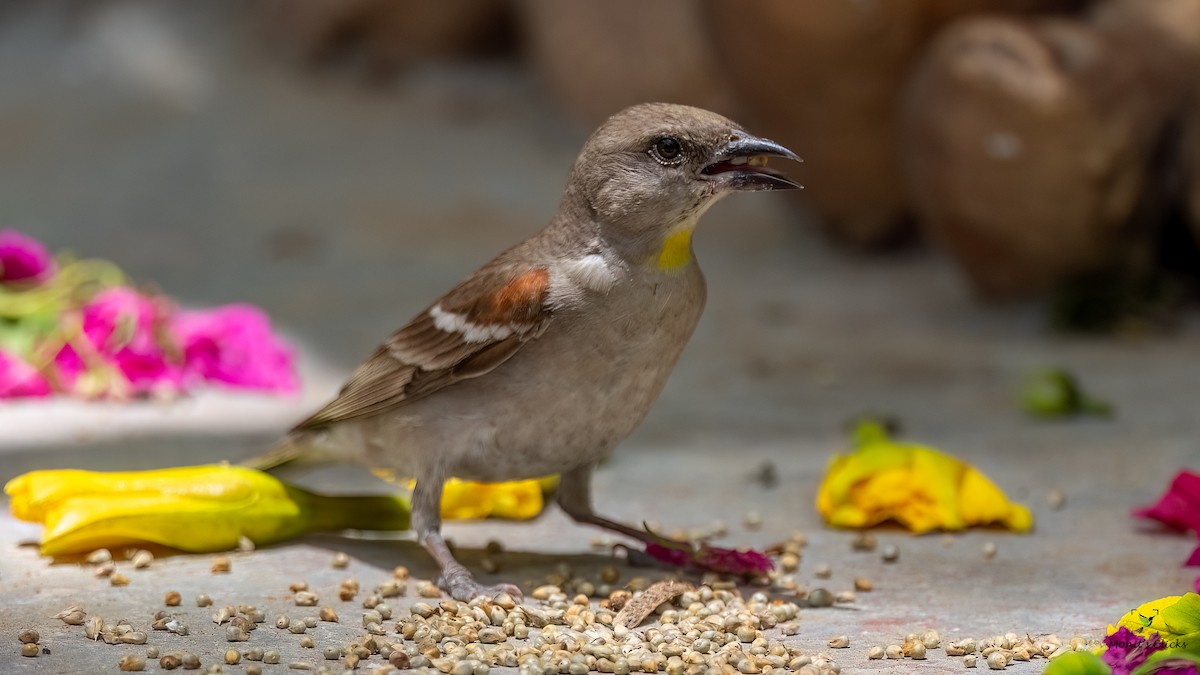Yellow-throated Sparrow - ML629134189