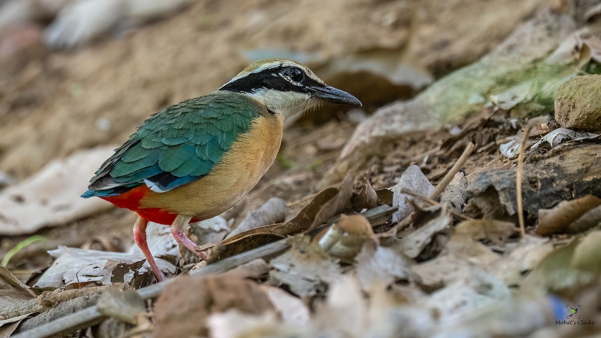 Indian Pitta - ML629134193