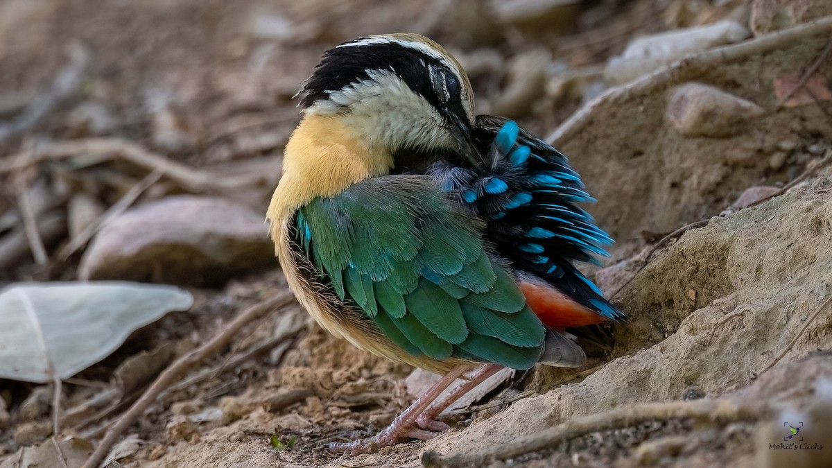 Indian Pitta - ML629134194